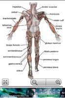 Human Anatomy