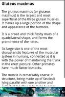 Human Anatomy