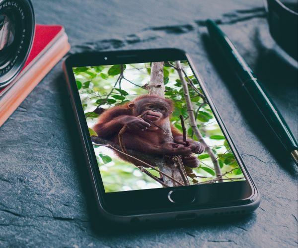 Baby Animals Pictures