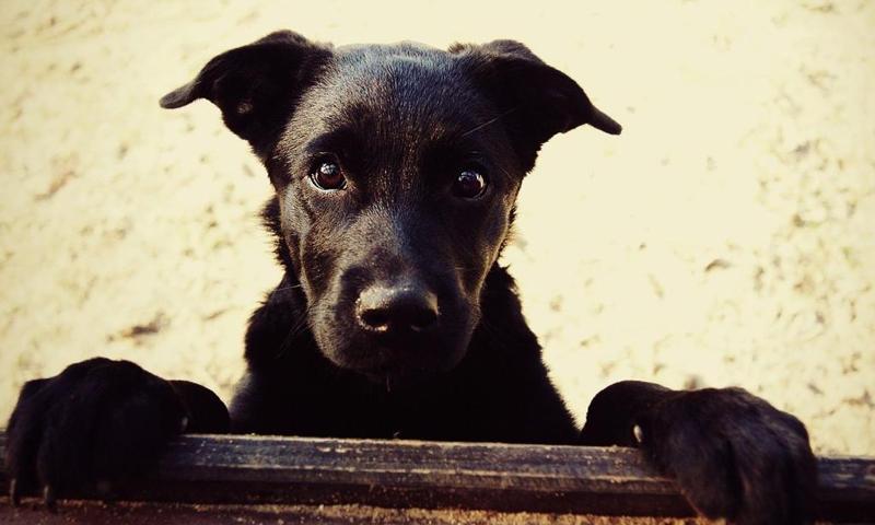 Black dogs wallpapers