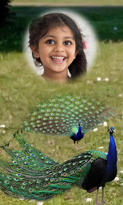 Peacock Photo Frames HD