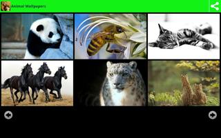 Animal Wallpapers