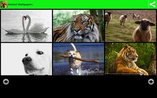 Animal Wallpapers